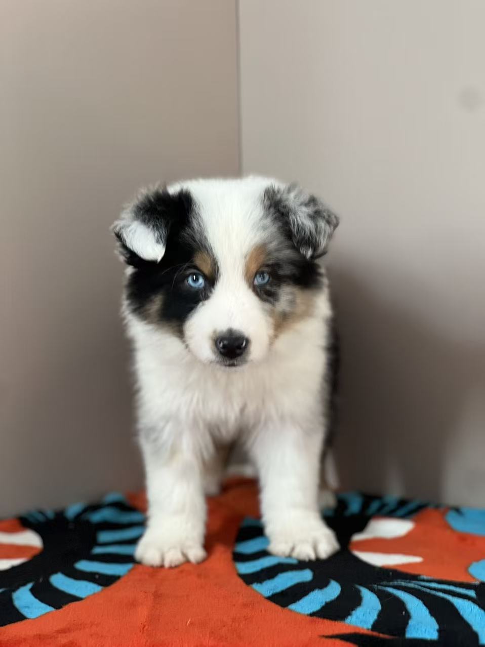 三色蓝陨石边牧，公